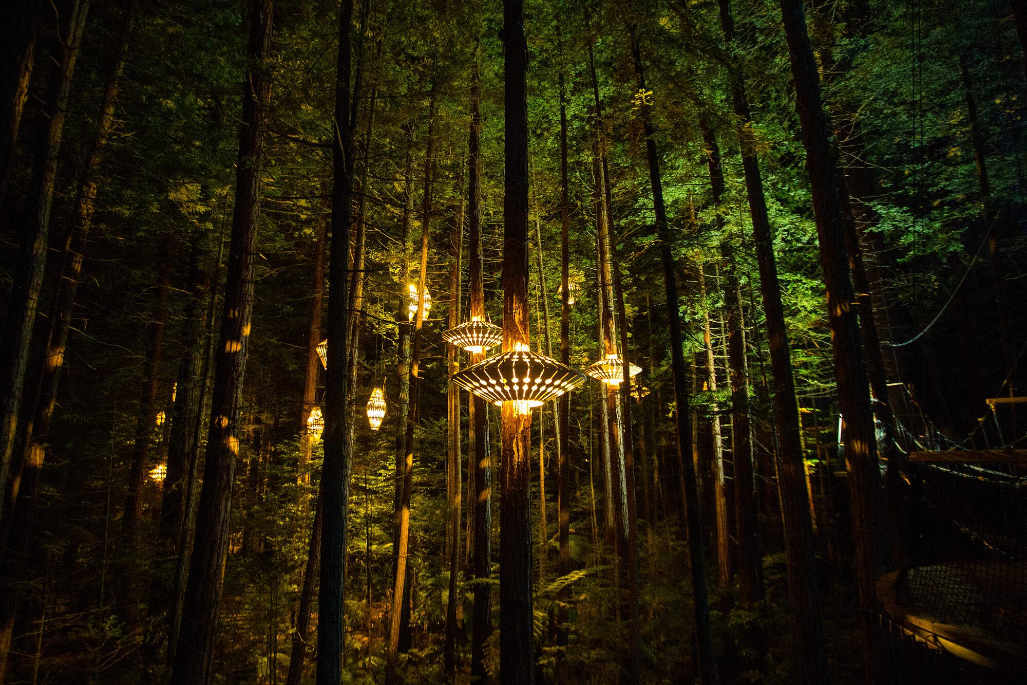 Sunlight filtering through a towering redwood forest