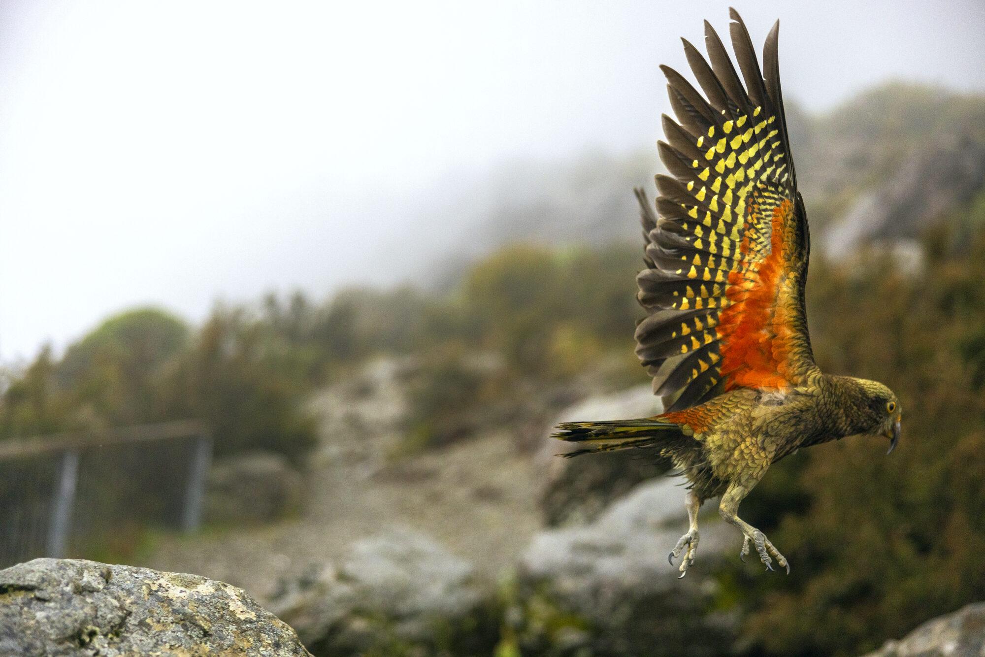 A Kea in flight over the Southern Alps