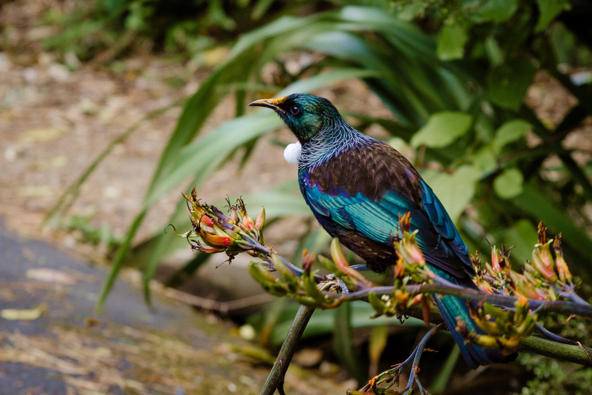 A Tūī feeding on native flax in an Aotearoa forest