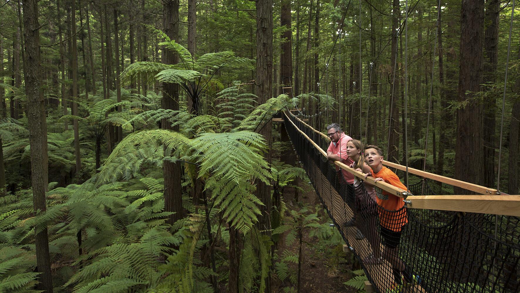 Young people exploring a treetop walkway in a native forest